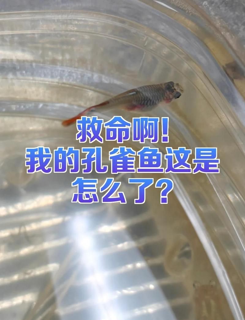 孔雀魚發黑圖片【關于孔雀魚發黑圖片所呈現的現象，往往引發諸多關注與探討】