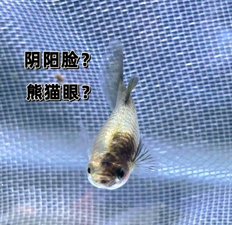孔雀魚發黑圖片【關于孔雀魚發黑圖片所呈現的現象，往往引發諸多關注與探討】