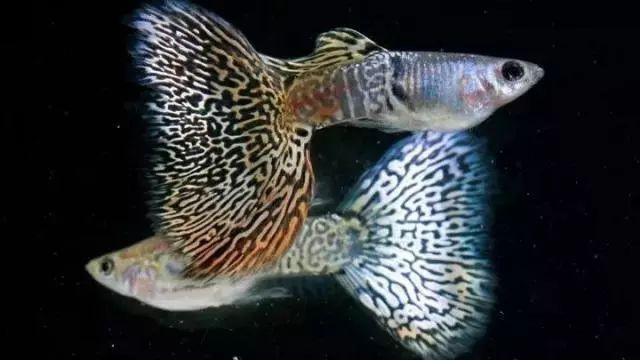 孔雀魚發黑圖片【關于孔雀魚發黑圖片所呈現的現象，往往引發諸多關注與探討】
