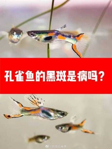 孔雀魚發黑圖片【關于孔雀魚發黑圖片所呈現的現象，往往引發諸多關注與探討】