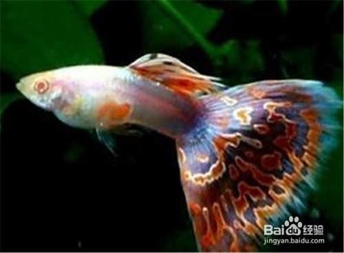 孔雀魚發黑圖片【關于孔雀魚發黑圖片所呈現的現象，往往引發諸多關注與探討】