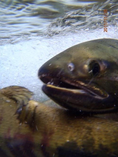 藍背魚圖片【山東釣獲罕見藍粉魚身披龍鱗紋100萬戶外蘭博萬】
