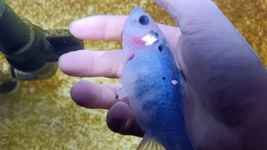 藍背魚圖片【山東釣獲罕見藍粉魚身披龍鱗紋100萬戶外蘭博萬】