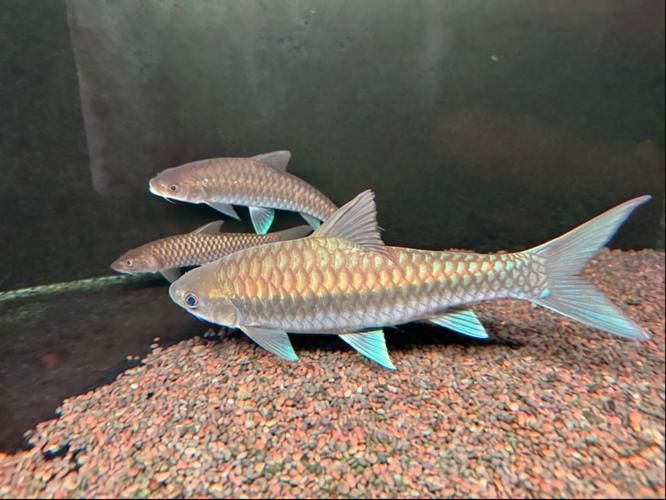 藍背魚圖片【山東釣獲罕見藍粉魚身披龍鱗紋100萬戶外蘭博萬】