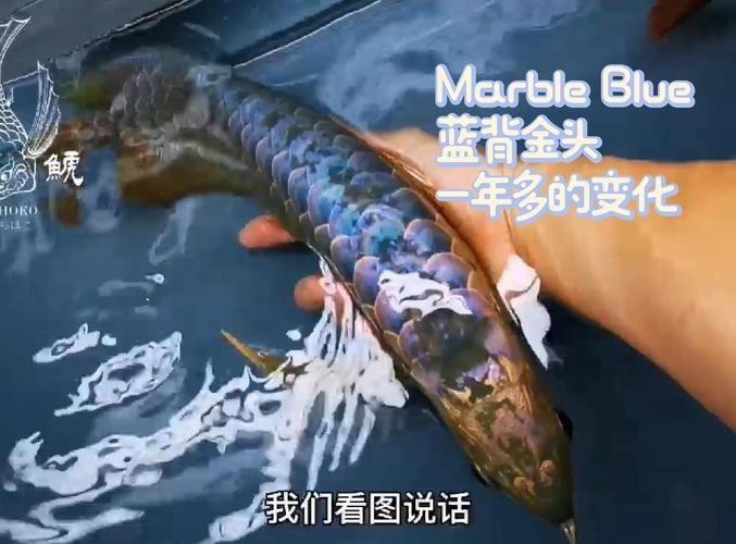 藍背魚圖片【山東釣獲罕見藍粉魚身披龍鱗紋100萬戶外蘭博萬】
