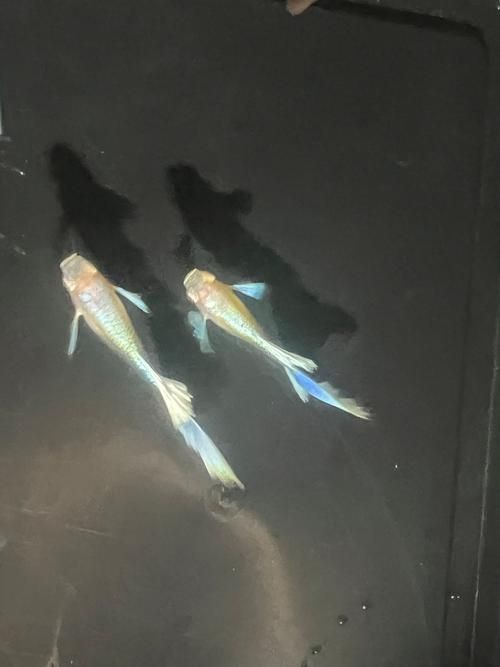 藍背魚圖片【山東釣獲罕見藍粉魚身披龍鱗紋100萬戶外蘭博萬】