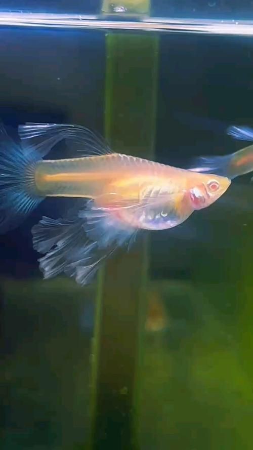 藍背魚圖片【山東釣獲罕見藍粉魚身披龍鱗紋100萬戶外蘭博萬】