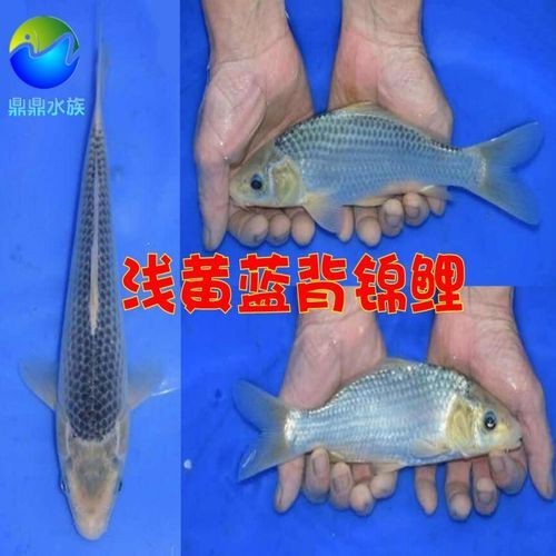 藍背魚圖片【山東釣獲罕見藍粉魚身披龍鱗紋100萬戶外蘭博萬】
