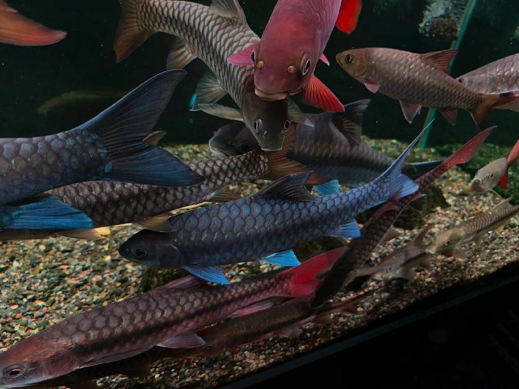 藍背魚圖片【山東釣獲罕見藍粉魚身披龍鱗紋100萬戶外蘭博萬】