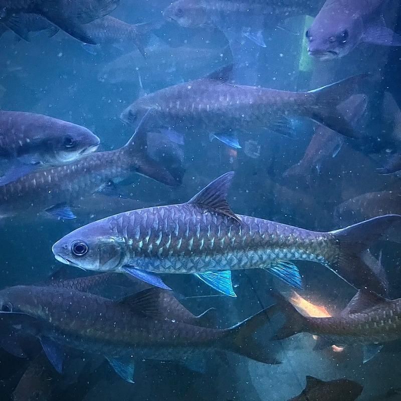 藍背魚圖片【山東釣獲罕見藍粉魚身披龍鱗紋100萬戶外蘭博萬】