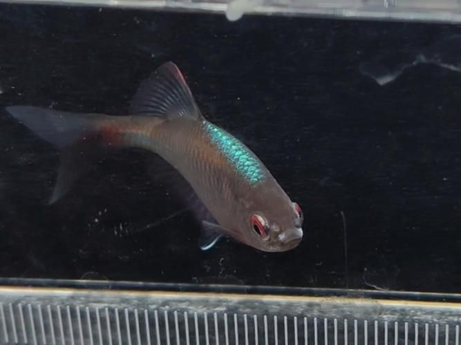 藍背魚圖片【山東釣獲罕見藍粉魚身披龍鱗紋100萬戶外蘭博萬】