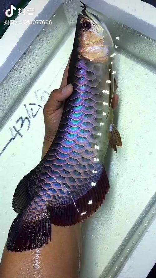 藍背魚圖片【山東釣獲罕見藍粉魚身披龍鱗紋100萬戶外蘭博萬】