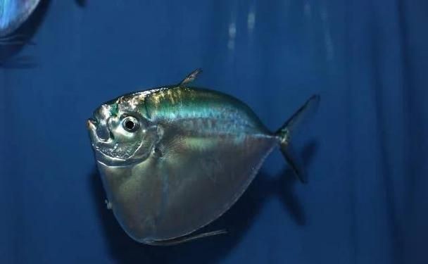 藍背魚圖片【山東釣獲罕見藍粉魚身披龍鱗紋100萬戶外蘭博萬】