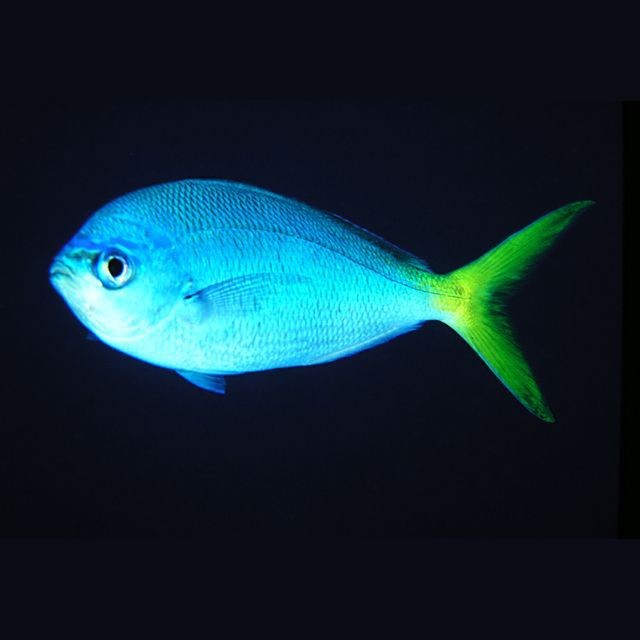 藍背魚圖片【山東釣獲罕見藍粉魚身披龍鱗紋100萬戶外蘭博萬】
