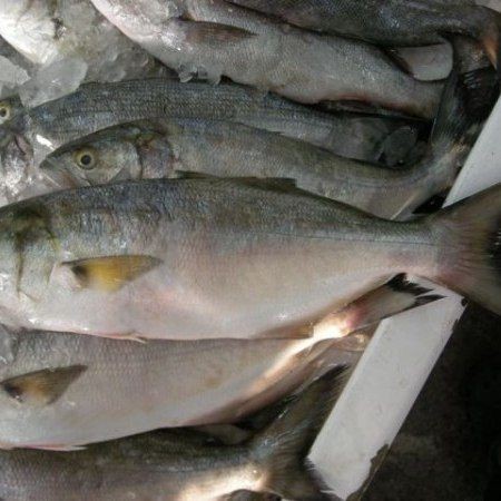 藍背魚圖片【山東釣獲罕見藍粉魚身披龍鱗紋100萬戶外蘭博萬】