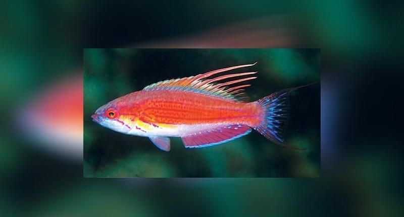 藍背魚圖片【山東釣獲罕見藍粉魚身披龍鱗紋100萬戶外蘭博萬】