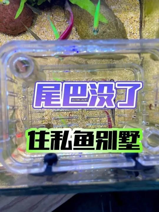 龍魚掉尾自己能恢復嗎【如何判斷龍魚掉尾是否嚴重】