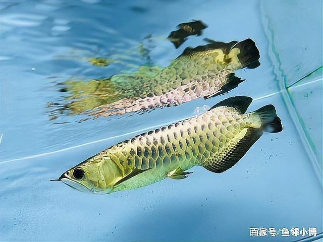 如何區分小金頭過背和金頭過背？【金頭過背與金頭過背在外觀上存在一定差異，從頭部顏色來看】 如何區分小金頭過背和金頭過背？【金頭過背與金頭過背在外觀上存在一定差異，從頭部顏色來看】 龍魚百科 第15張