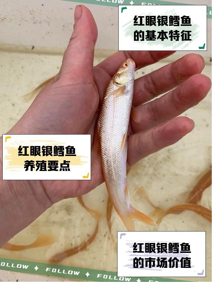 紅眼招財龍圖片【《紅眼招財龍圖片：獨特魅力與神秘色彩》】