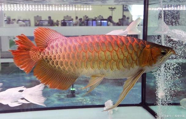 龍魚爬背的6個階段圖解【《龍魚爬背的6個階段圖解》】
