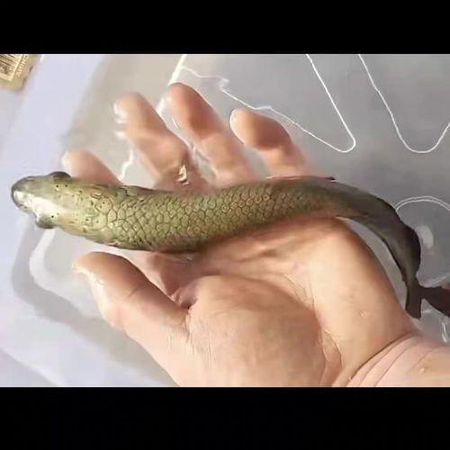 海象魚圖片大全大圖【海象魚圖片大全】