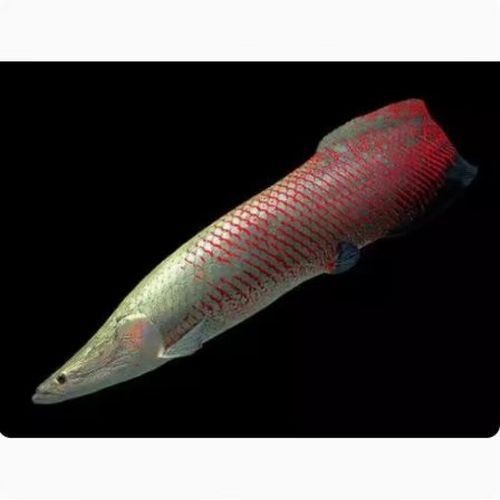 海象魚圖片大全大圖【海象魚圖片大全】