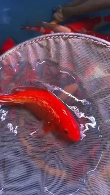紅色錦鯉圖片【《紅色錦鯉：靈動的祥瑞之影》**，紅色錦鯉】