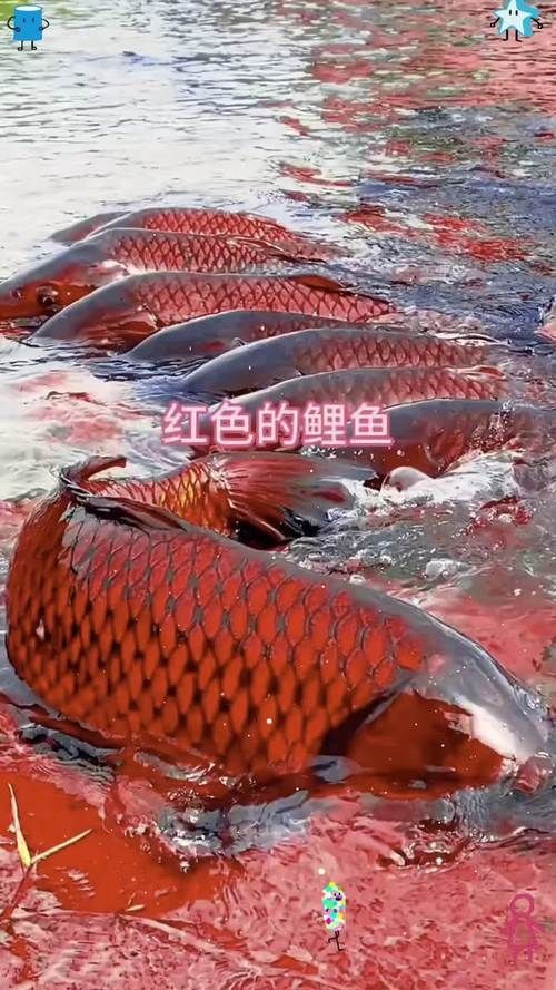紅色錦鯉圖片【《紅色錦鯉：靈動的祥瑞之影》**，紅色錦鯉】
