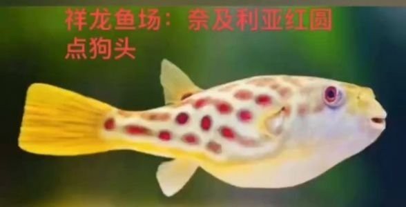 鰓蓋內(nèi)翻的風(fēng)險大嗎，鰓蓋內(nèi)翻手術(shù)后會復(fù)發(fā)嗎，鰓蓋內(nèi)翻手術(shù)后會復(fù)發(fā)嗎？