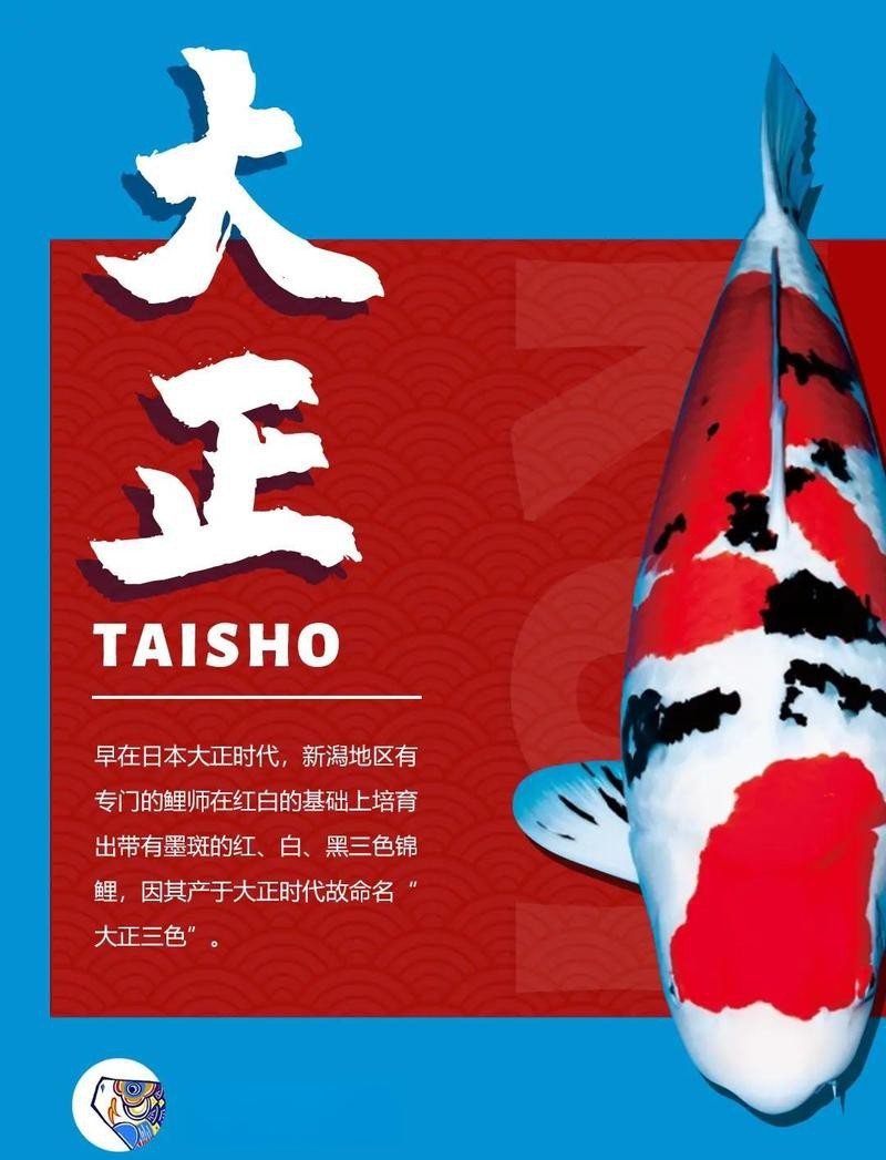 大正幼魚是隱墨好還是出墨好【大正三色幼魚的優勢】