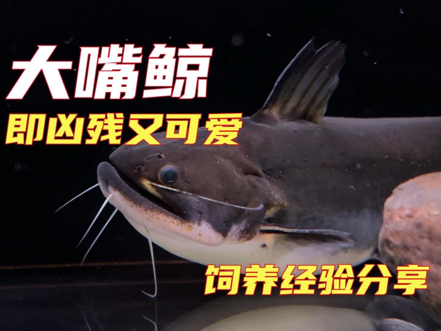 大嘴鯨適合新手養嗎【大嘴鯨適合新手養，需綜合多方面考量】
