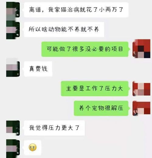 龍貓為什么很少人養【關于龍貓的幾個問題】
