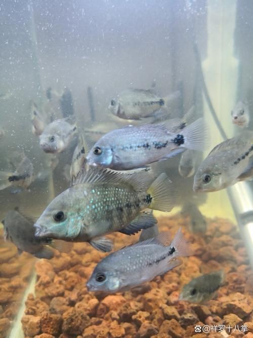 羅漢魚苗圖片【《羅漢魚苗圖片：探尋奇妙的微觀世界》**】 羅漢魚苗圖片【《羅漢魚苗圖片：探尋奇妙的微觀世界》**】 龍魚百科 第4張