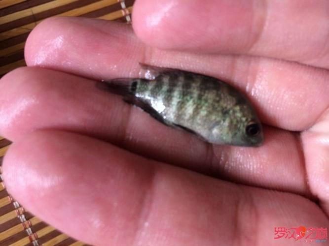 羅漢魚苗圖片【《羅漢魚苗圖片：探尋奇妙的微觀世界》**】 羅漢魚苗圖片【《羅漢魚苗圖片：探尋奇妙的微觀世界》**】 龍魚百科 第1張
