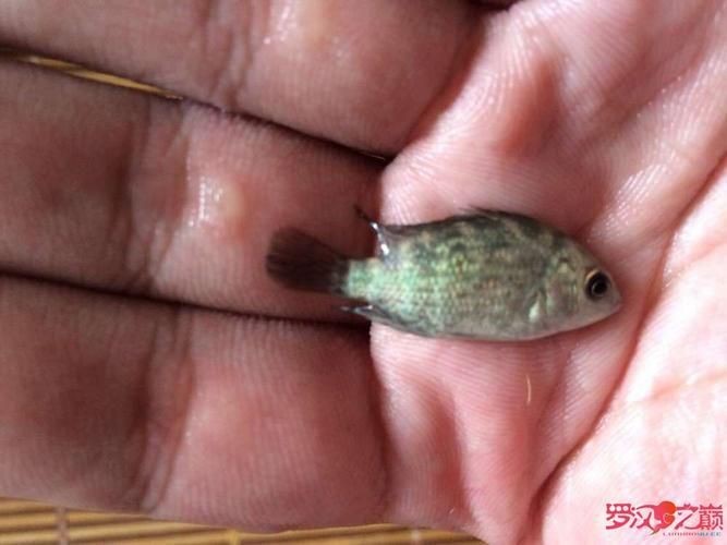 羅漢魚苗圖片【《羅漢魚苗圖片：探尋奇妙的微觀世界》**】 羅漢魚苗圖片【《羅漢魚苗圖片：探尋奇妙的微觀世界》**】 龍魚百科 第11張