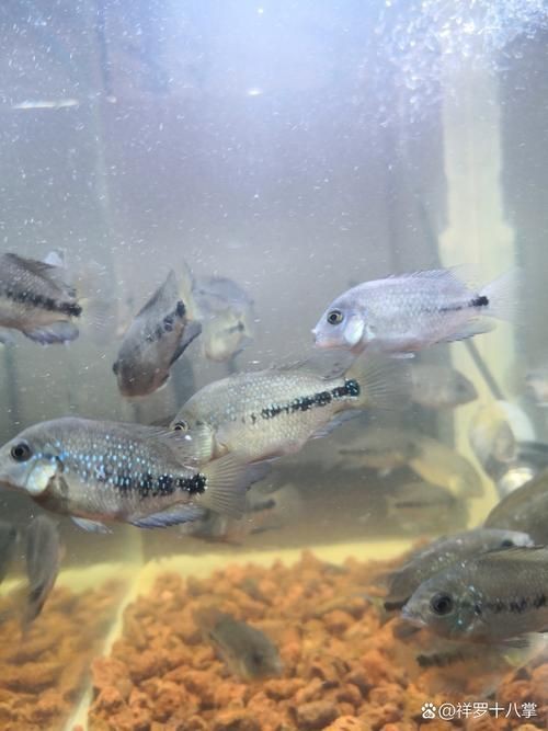 羅漢魚苗圖片【《羅漢魚苗圖片：探尋奇妙的微觀世界》**】 羅漢魚苗圖片【《羅漢魚苗圖片：探尋奇妙的微觀世界》**】 龍魚百科 第17張