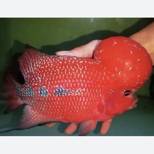 羅漢魚苗圖片【《羅漢魚苗圖片：探尋奇妙的微觀世界》**】 羅漢魚苗圖片【《羅漢魚苗圖片：探尋奇妙的微觀世界》**】 龍魚百科 第16張