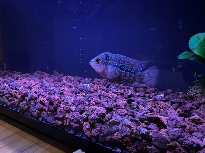 羅漢魚苗圖片【《羅漢魚苗圖片：探尋奇妙的微觀世界》**】 羅漢魚苗圖片【《羅漢魚苗圖片：探尋奇妙的微觀世界》**】 龍魚百科 第20張