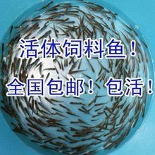 羅漢魚苗圖片【《羅漢魚苗圖片：探尋奇妙的微觀世界》**】 羅漢魚苗圖片【《羅漢魚苗圖片：探尋奇妙的微觀世界》**】 龍魚百科 第31張