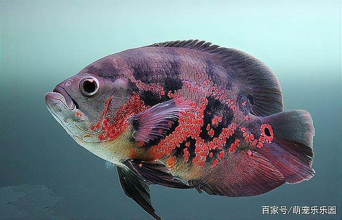地圖魚長大后什么樣【地圖魚在長大后會呈現出獨特的形態特征其體型相較為龐大】