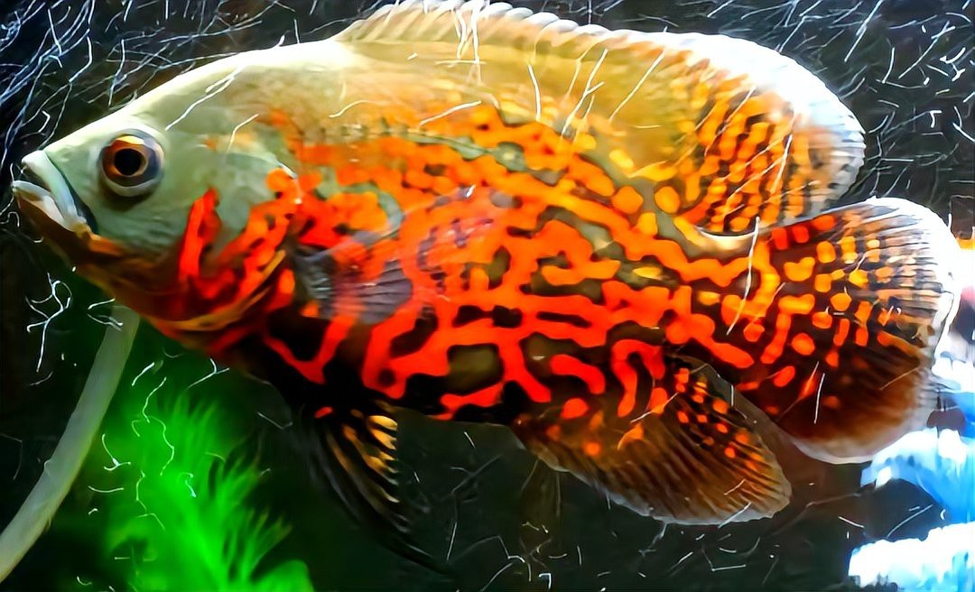 地圖魚長大后什么樣【地圖魚在長大后會呈現出獨特的形態特征其體型相較為龐大】