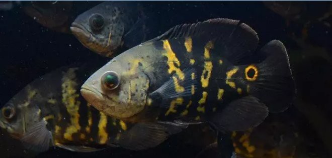 地圖魚長大后什么樣【地圖魚在長大后會呈現出獨特的形態特征其體型相較為龐大】