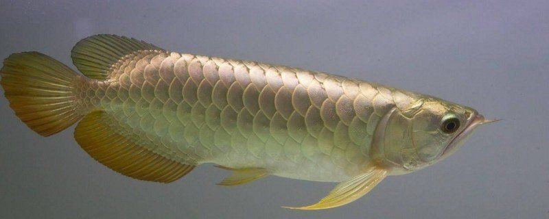 養(yǎng)三條龍魚需要多大的魚缸？【三條龍魚混養(yǎng)多大的缸一襲可愛風(fēng)】