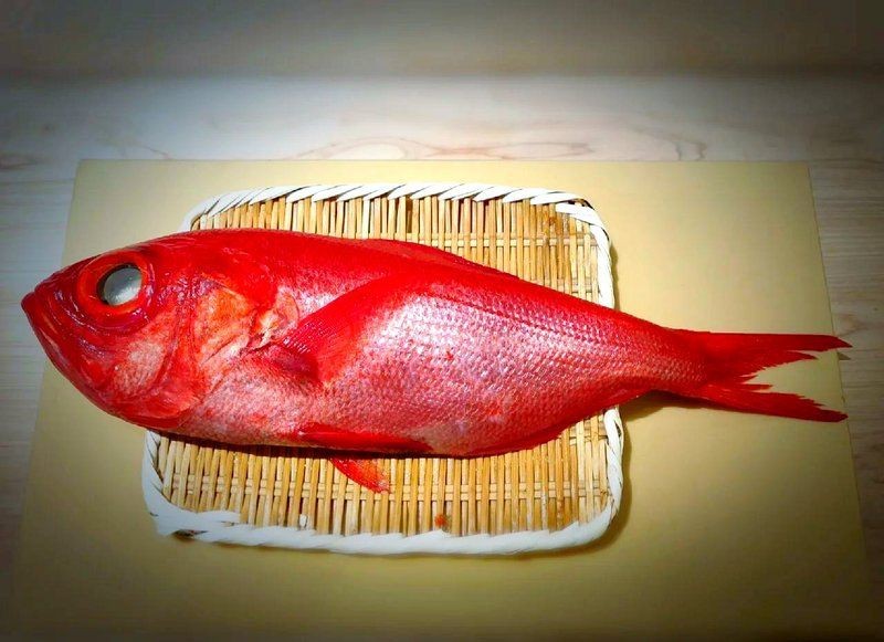 紅色的大眼魚叫什么【紅色的大眼睛海魚】
