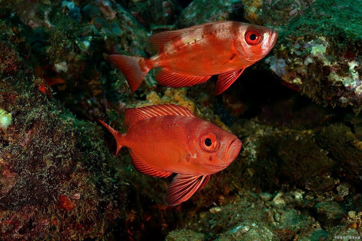 紅色的大眼魚叫什么【紅色的大眼睛海魚】