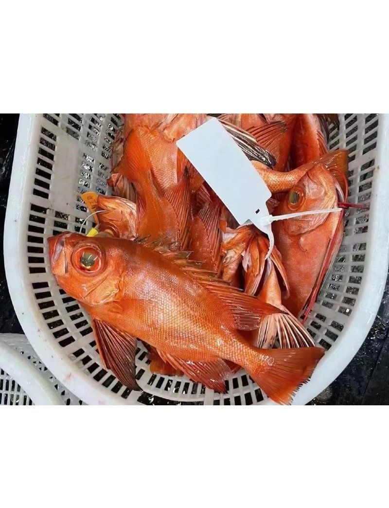 紅色的大眼魚叫什么【紅色的大眼睛海魚】