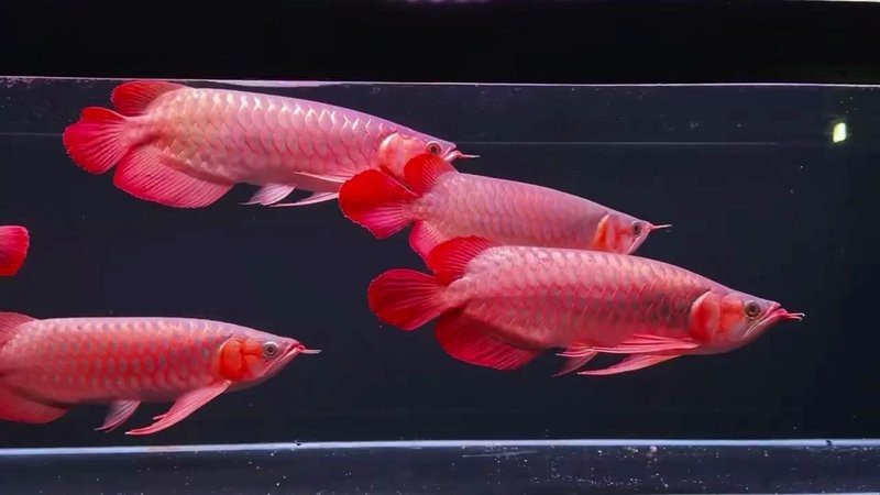觀賞魚紅龍35公分【35公分紅龍觀賞魚】