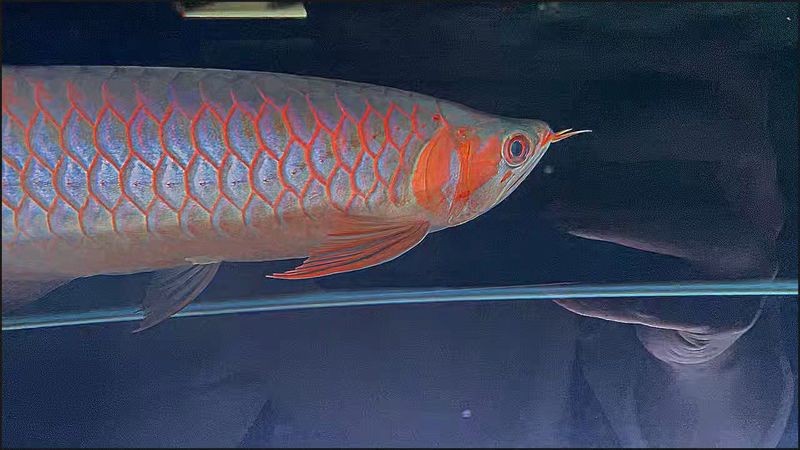 觀賞魚紅龍35公分【35公分紅龍觀賞魚】