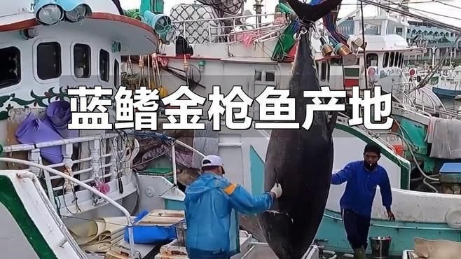 藍鰭金槍魚在哪個海域【中國海域有藍鰭金槍魚嗎】