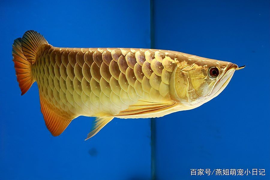 龍魚是淡粉色還是濃粉色【關于龍魚究竟是淡粉色還是濃粉色這一問題需從多方面考量】